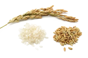 Rice Grain Comparison