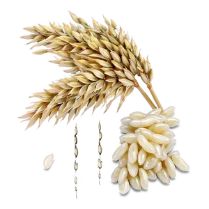 Rice Kernel PNG Wwk30 PNG