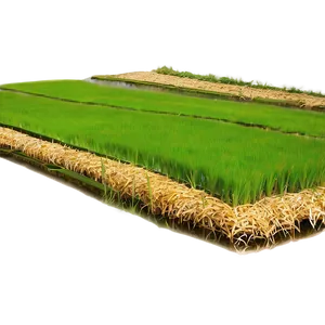 Rice Paddy PNG 12