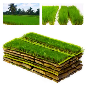 Rice Paddy PNG Qcf