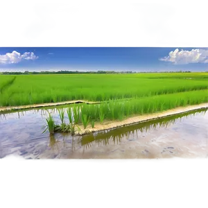 Rice Paddy PNG Tmu43