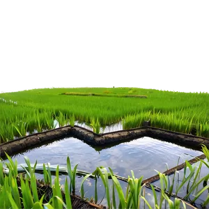Rice Paddy PNG Xyd