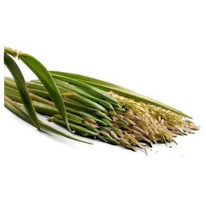 Rice Plant PNG 92 PNG