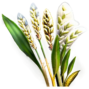 Rice Plant PNG Abb