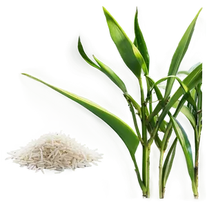 Rice Plant PNG Ogu