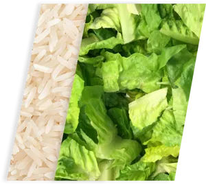 Riceand Lettuce Divided Image PNG image
