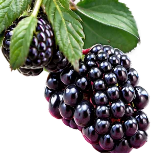 Rich Blackberry PNG Cql