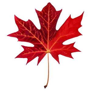 Rich Red Maple Leaf PNG Uch