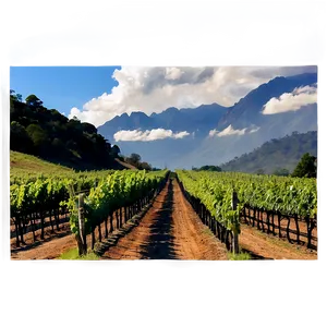 Rich Vineyard Land Png 06122024 PNG image