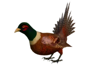 Ringnecked Pheasant Portrait