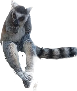 Ringtailed Lemur Perched