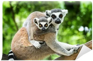 Ringtailed Lemurs Together PNG image