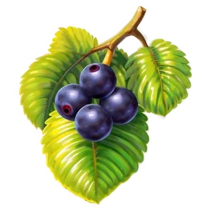 Ripe Acai Clusters PNG 59