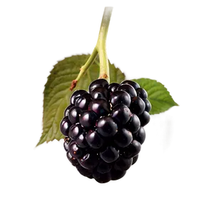 Ripe Blackberry Fruit PNG 05232024
