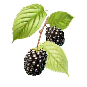 Ripe Blackberry Fruit PNG 05232024