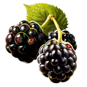 Ripe Blackberry Fruit PNG 95