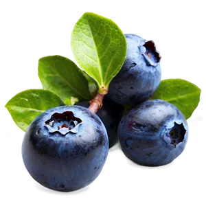 Ripe Blueberries Png Wun69 PNG image
