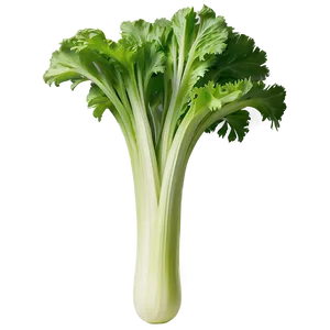 Ripe Celery PNG 66