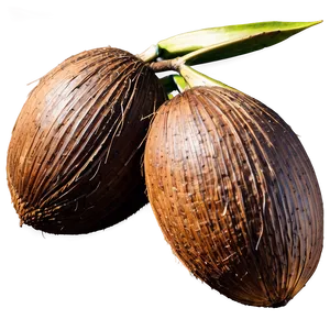 Ripe Coconut Cluster PNG Rps9 PNG