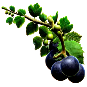 Ripe Fig Branchon Vine PNG image