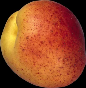 Ripe Peach Closeup PNG image