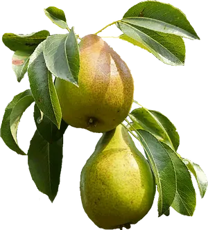 Ripe Pearson Branch PNG image