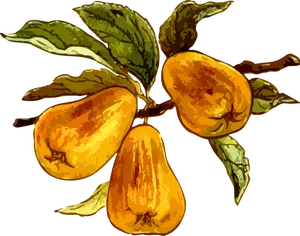 Ripe Pearson Branch PNG image