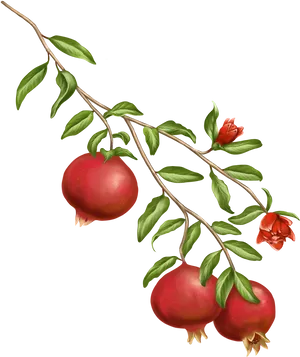 Ripe Pomegranate Branch Illustration PNG image