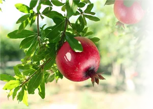 Ripe Pomegranateon Tree.jpg PNG image