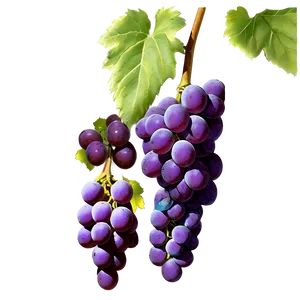 Ripe Purple Grapeson Vine PNG image