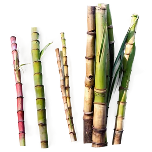 Ripe Sugarcane Crop Png 06262024 PNG image