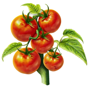 Ripe Tomato Plant Png 95 PNG image