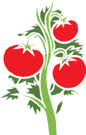 Ripe Tomatoeson Vine