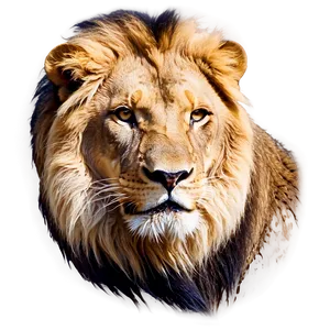 Roaring Lion Face Png 06122024 PNG image