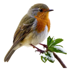 Robin Bird Spring PNG Kpy5
