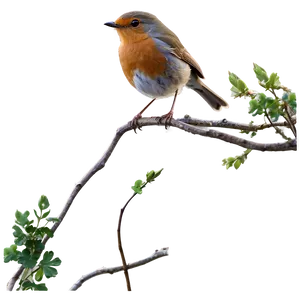 Robin Bird Spring PNG Vku12
