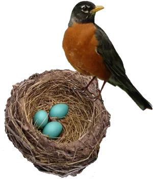 Robin Birdand Nestwith Blue Eggs PNG image