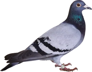 Rock Pigeon Profile View PNG