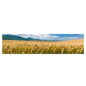 Rolling Hills Wheat Field Png 39 PNG image