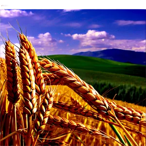 Rolling Hills Wheat Field Png Nsi73 PNG image