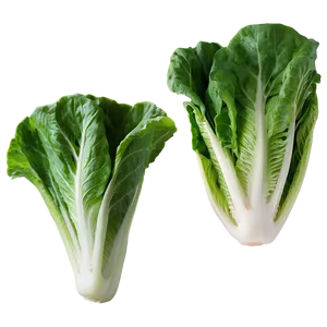 Romaine Lettuce Png 05242024 PNG image