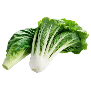 Romaine Lettuce Png 48 PNG image