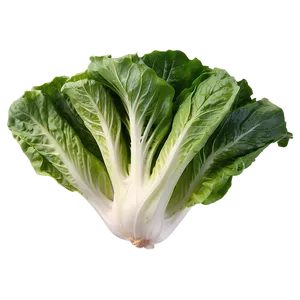 Romaine Lettuce Png Xay PNG image