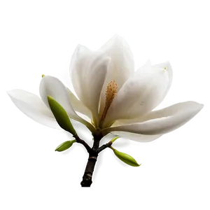 Romantic Magnolia Flower Png 43 PNG image