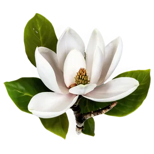 Romantic Magnolia Flower Png 56 PNG image