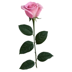 Romantic Pink Rose PNG 05242024