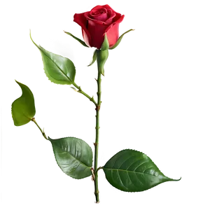 Romantic Red Rose PNG 15