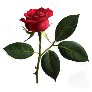 Romantic Red Rose PNG 42 PNG