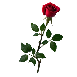 Romantic Red Rose PNG Qef56 PNG