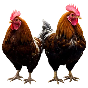 Rooster And Hen Love PNG 57